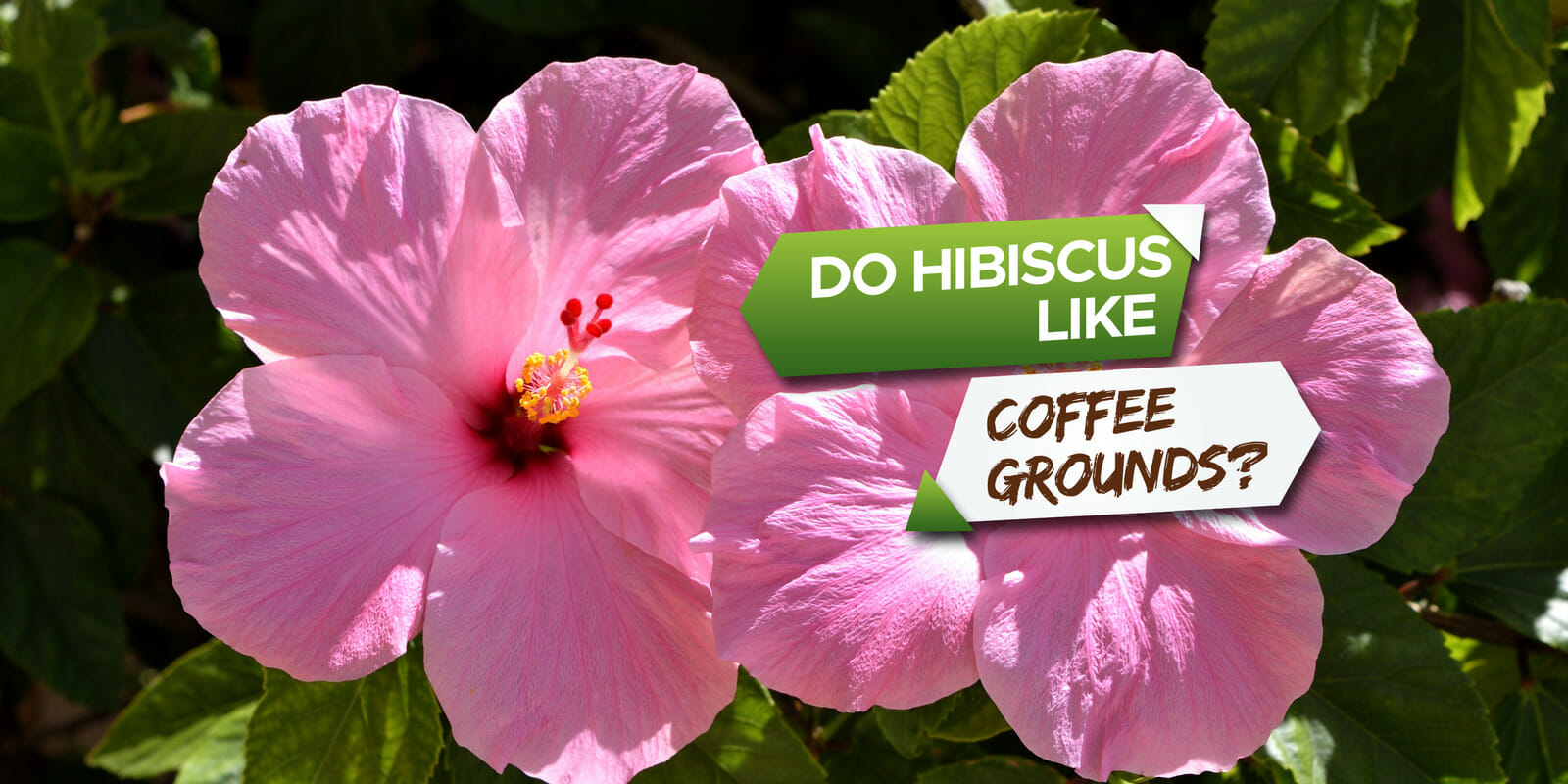 Do Hibiscus Like Coffee Grounds