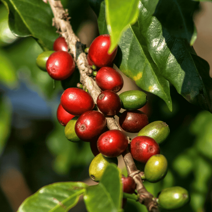 How to Grow Coffee Beans: Expert Tips for Thriving Plants