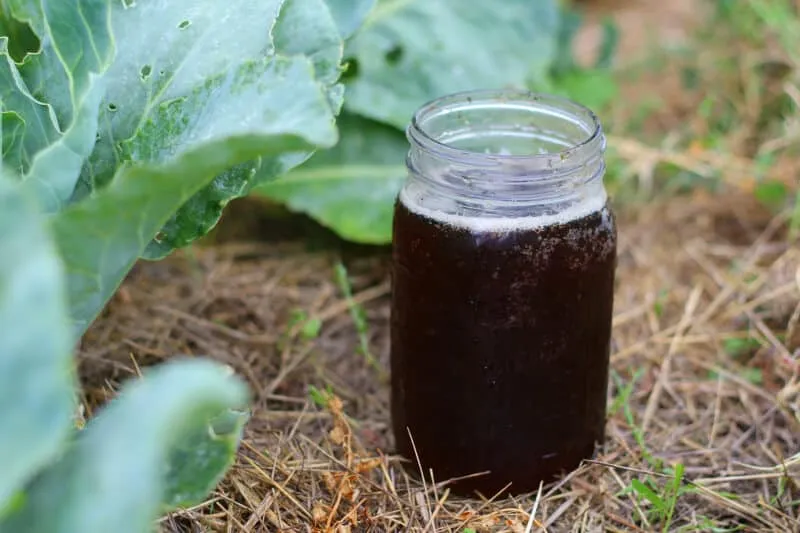 How to Make Compost Tea: Boost Your Garden’s Health