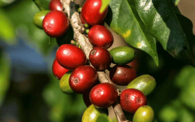 How to Grow Coffee Beans: Expert Tips for Thriving Plants