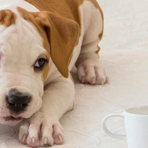 Is Coffee an Appetite Suppressant  : The Truth Unveiled