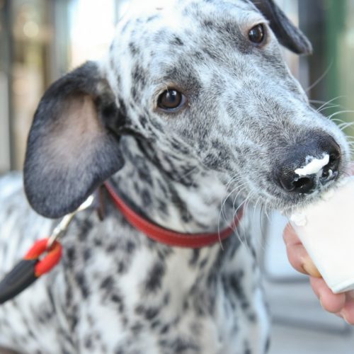 Starbucks Puppuccino: Treat Your Pup to a Special Starbucks Delight